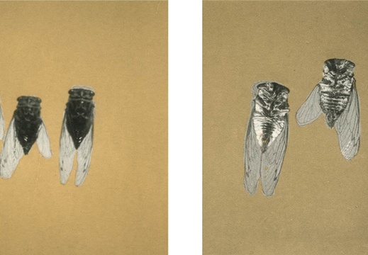 Oolong Series - Cicadas, No. 1 &amp; 2